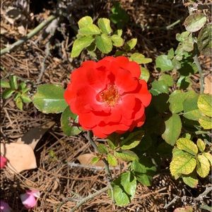 Meet your Posher, Crystal